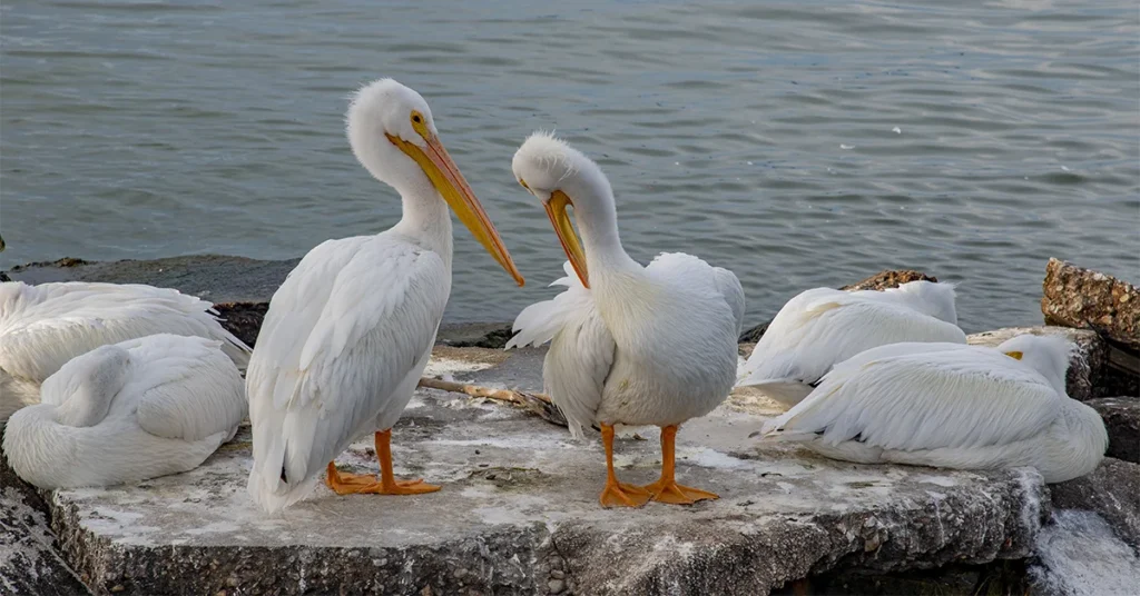 white birds in florida