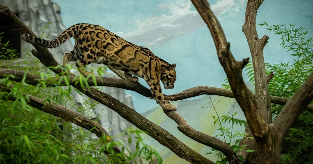 corellian sand panther swg legends